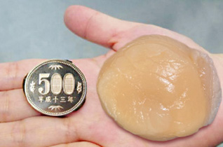 大きさの比較 帆立と500円硬貨