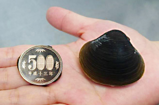 大きさの比較 しじみと500円硬貨